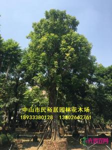仁面子