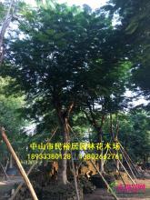 凤凰木